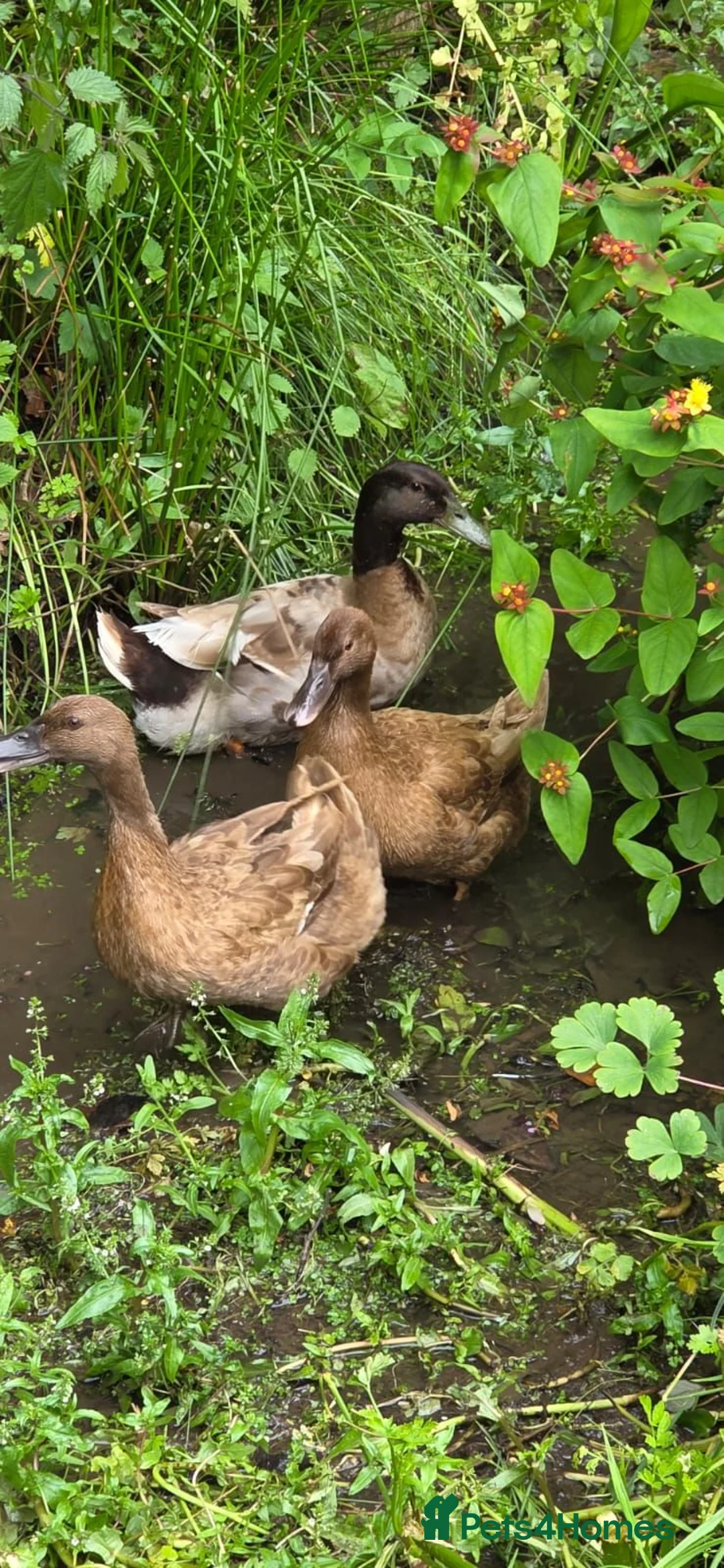 Ducks poultry for sale: Pure bred KHAKI CAMPBELL Ducklings for sale - Advert 2