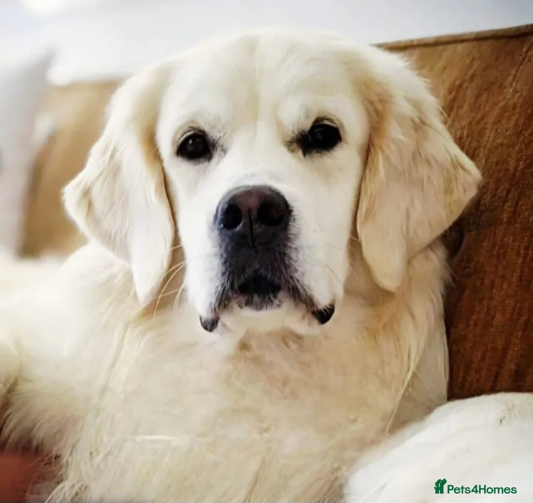 Golden Retriever dogs for sale: Newmiller Retrievers Puppies Avaliable  - Advert 5