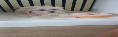 Maltipoo 3 girl