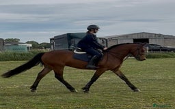 Connemara horses for sale: Lovely pony with a bright future  - Image 5