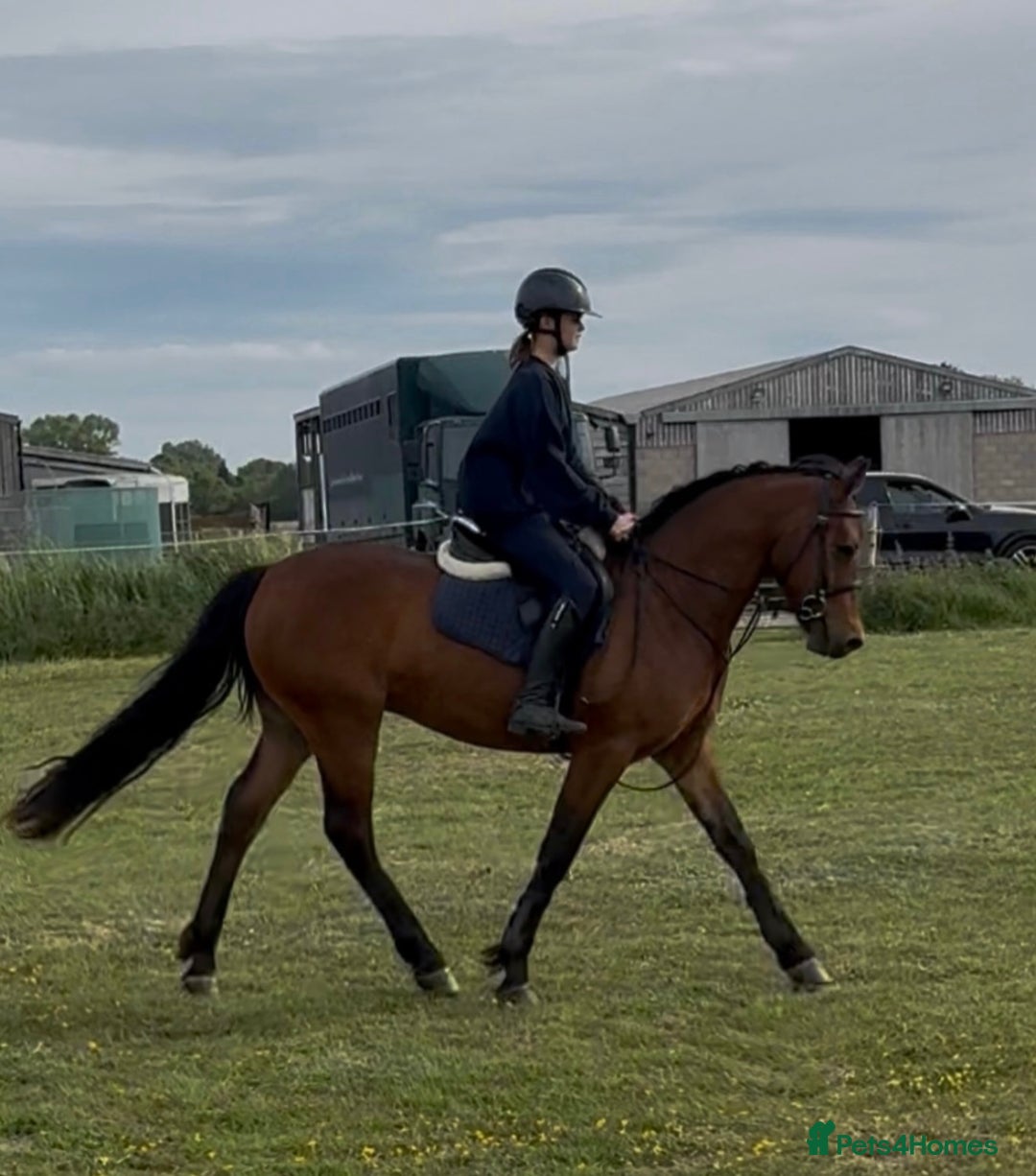 Connemara horses for sale: Lovely pony with a bright future  - Image 5