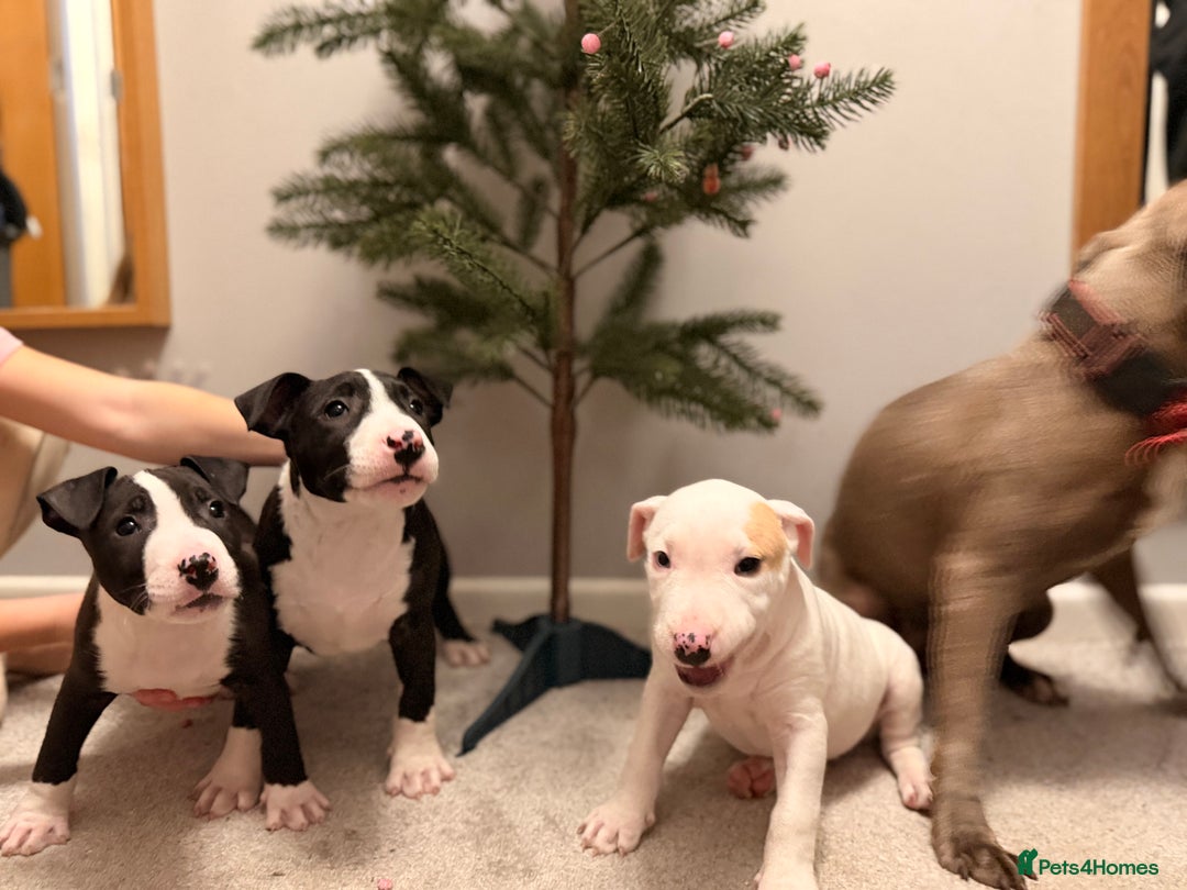 Mixed Breed dogs for sale: Staffordshire Bullterrier cross bullterrier - Advert 11