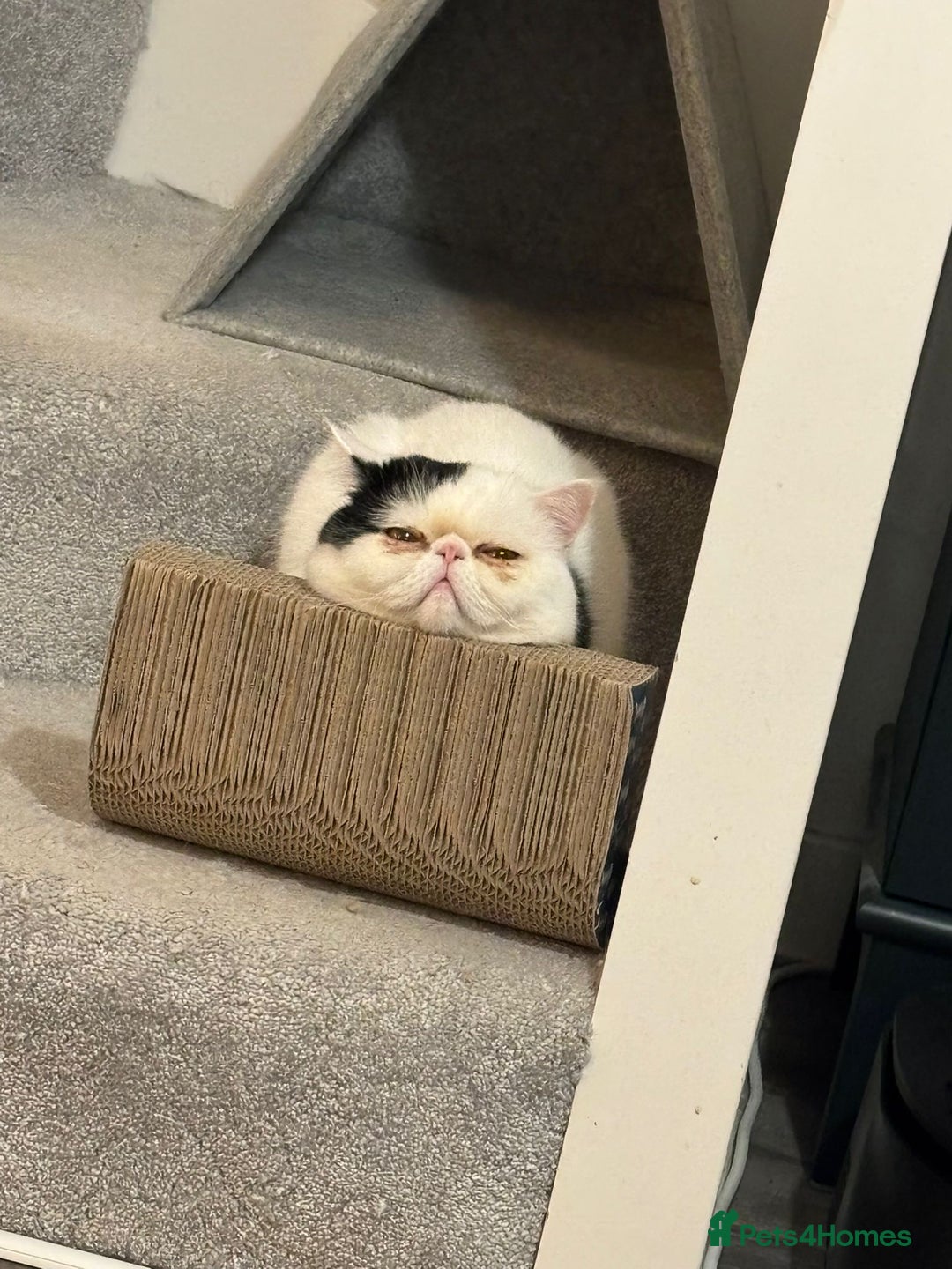 Exotic cats for sale: Exotic shorthair desperate to rehome - Image 4