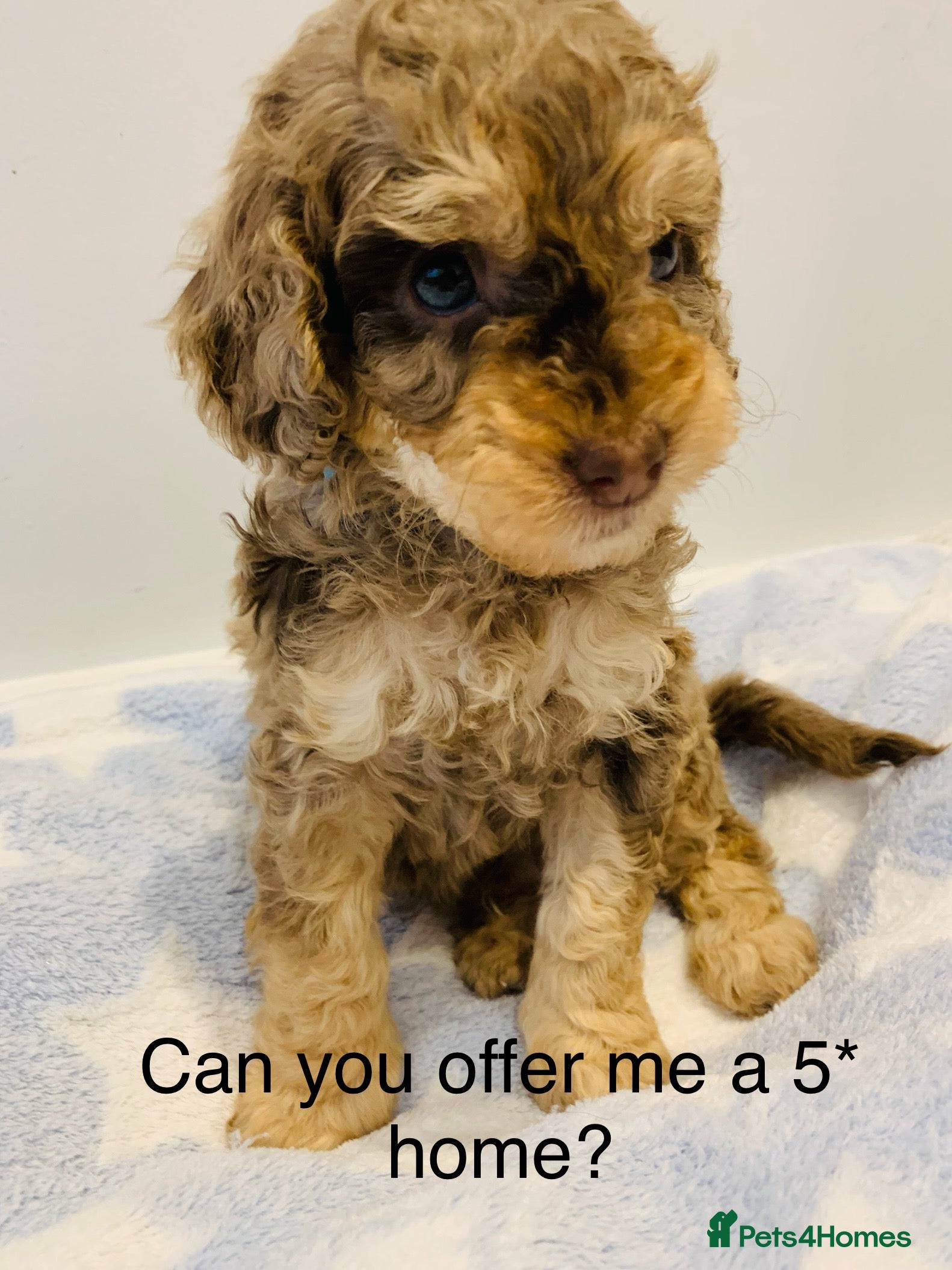 Cockapoo dogs Fully DNA tested stunning Cockapoo puppies - Advert 5