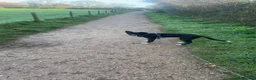 Border Collie dogs for sale: 10 month old female collie  in Brixham - Advert 2