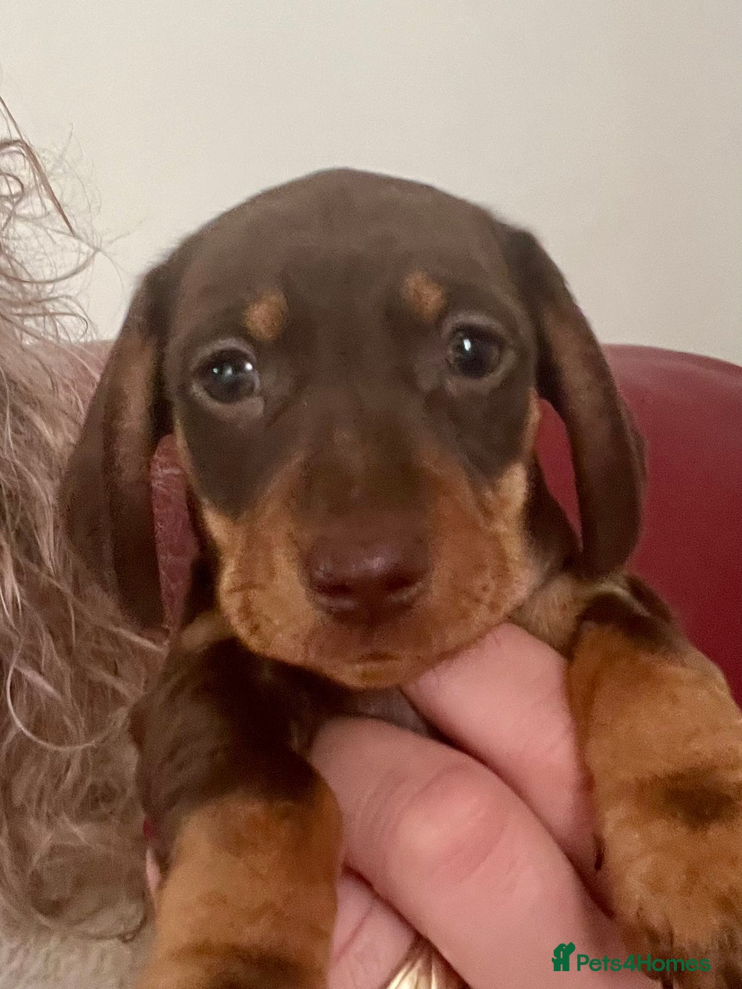 Miniature Dachshund dogs for sale: STUNNING MINI SMOOTH HAIR PRA CLEAR DACHSHUND PUPS - Advert 1