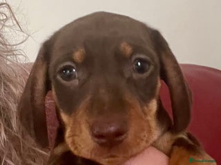 Miniature Dachshund dogs STUNNING MINI SMOOTH HAIR PRA CLEAR DACHSHUND PUPS - Advert 2