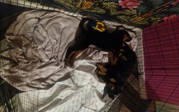 Dobermann dogs for sale: Rottaman pups  - Advert 3