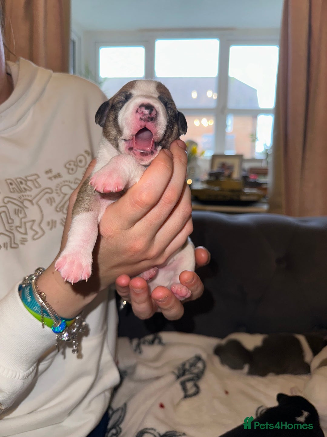 Whippet dogs for sale: KC Registered Whippet Puppies - Advert 5