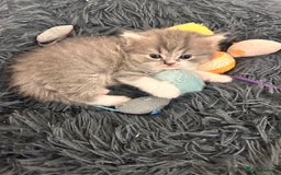 British Shorthair cats for sale: British shorthair kittens  - Image 4