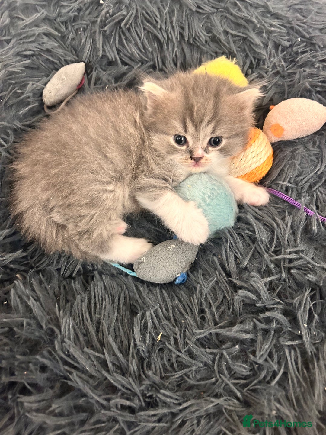 British Shorthair cats for sale: British shorthair kittens  - Image 4