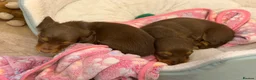 Dachshund dogs for sale: 4 KC Standard Long Haired Dachshund Puppies - Advert 16
