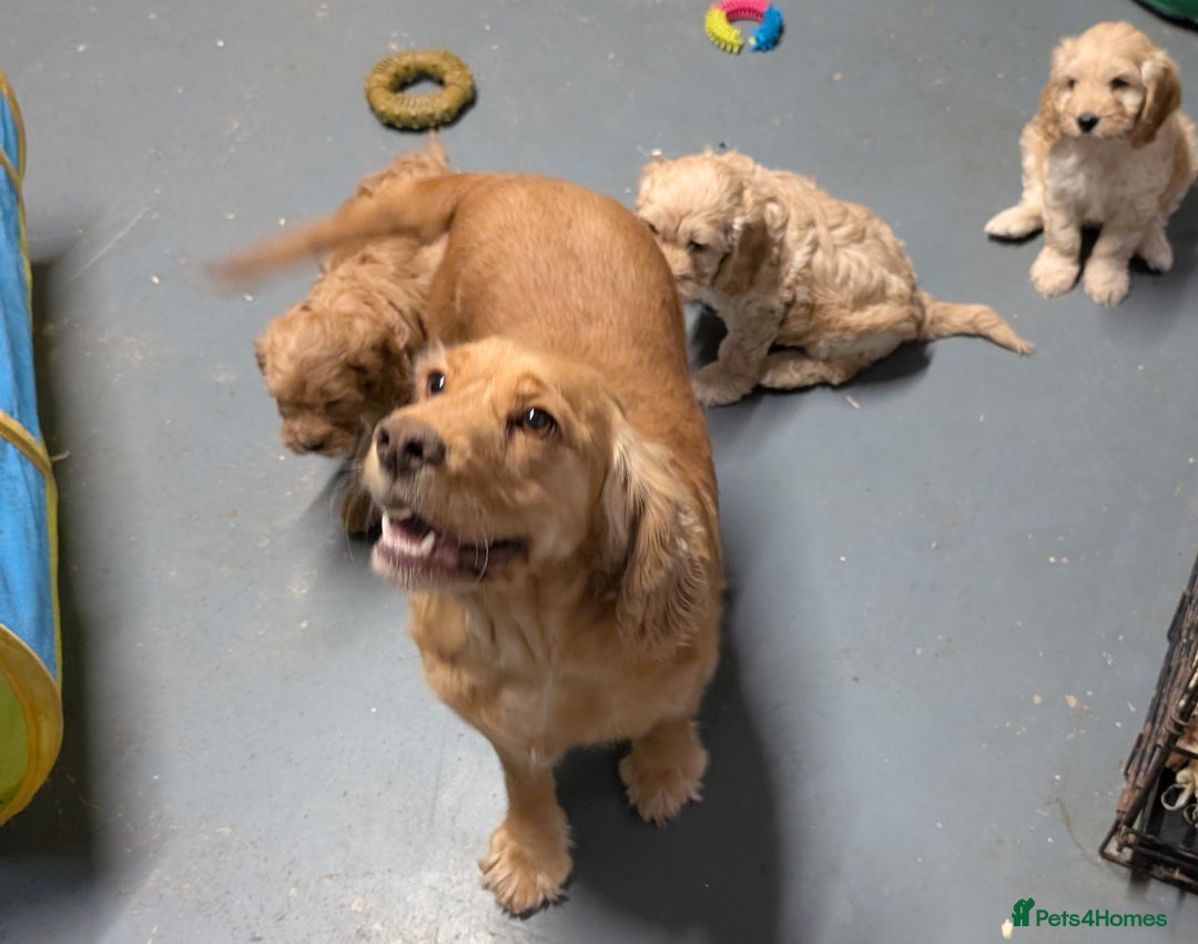 Cockapoo dogs for sale: Beautiful F1 Cockapoo puppies DNA clear - Image 16