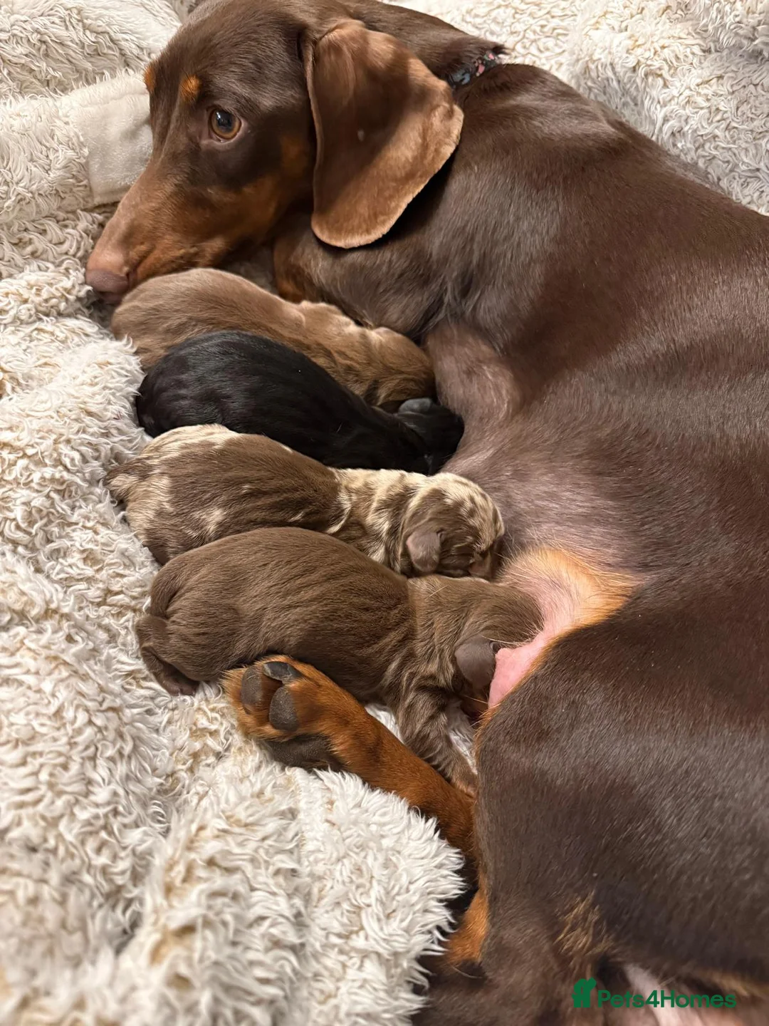 Dachshund dogs for sale: Dachshund puppies for sale  - Advert 2