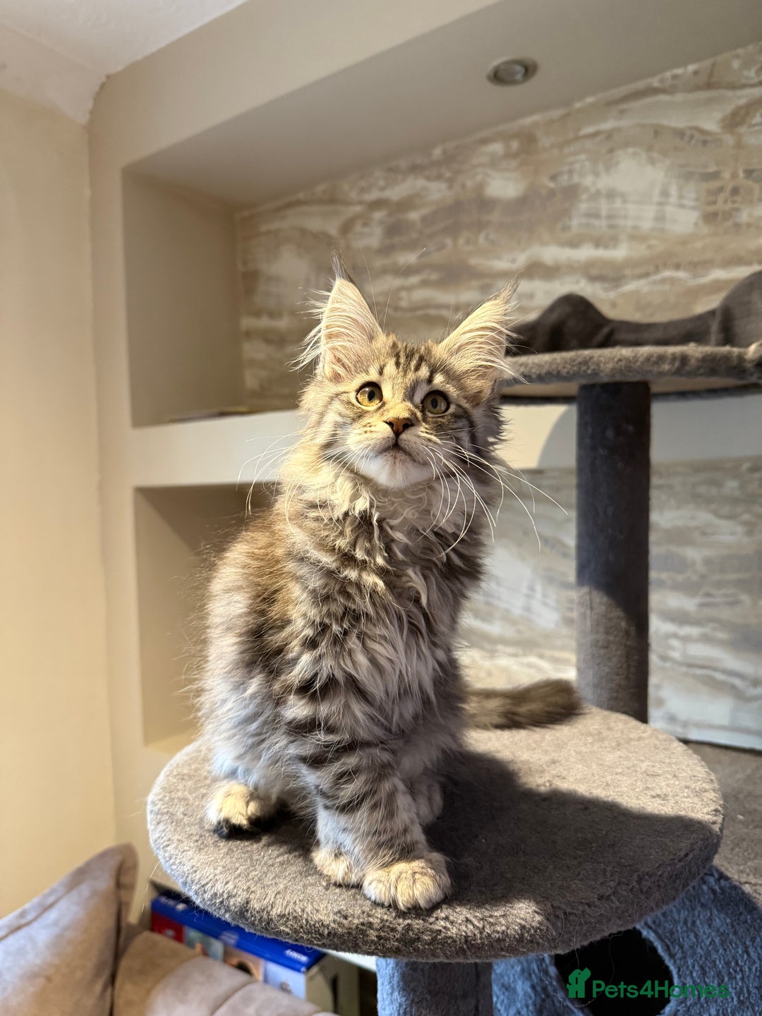 Maine Coon cats for sale: XL Russian Cubs 🇷🇺 ❤️ - Advert 15