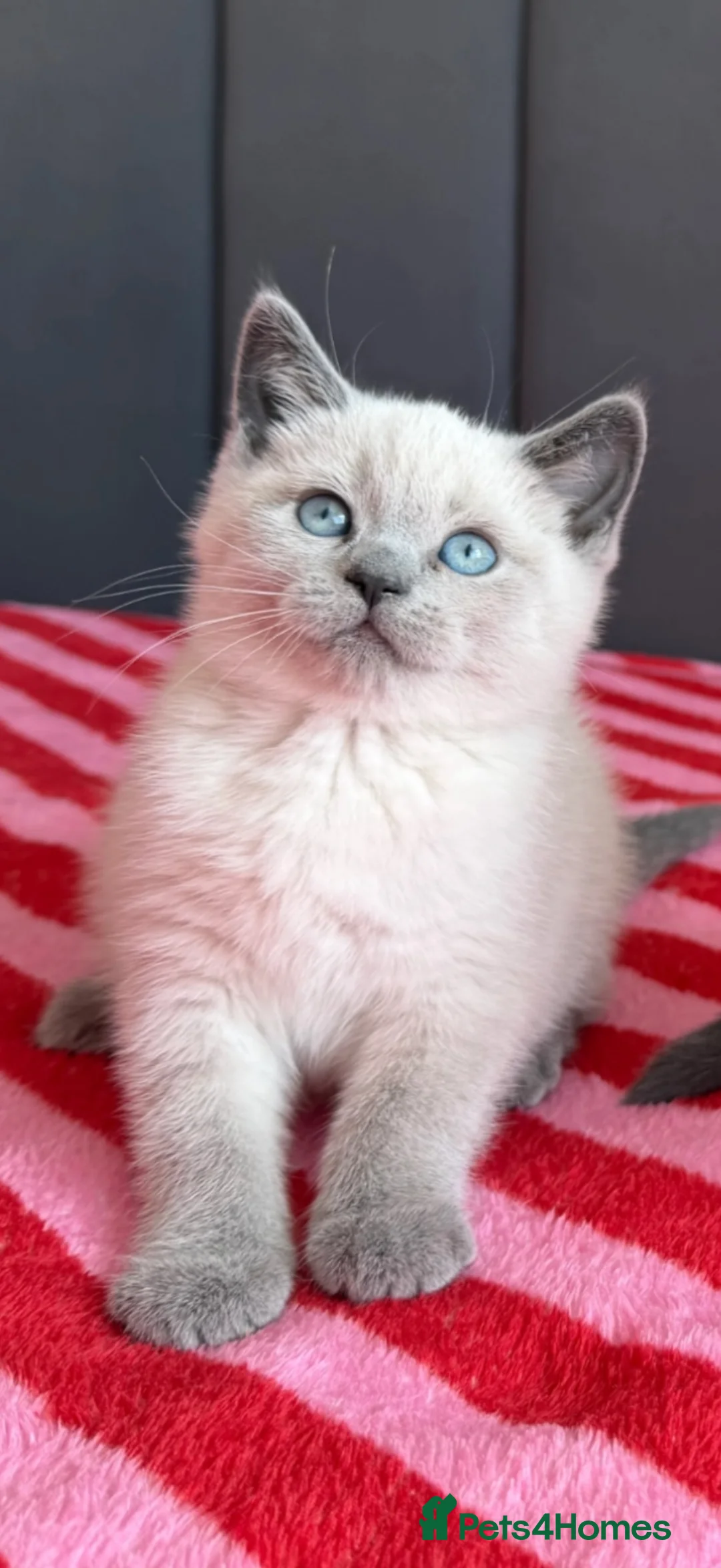 British Shorthair cats for sale: Two gorgeous BSH little ladies available now.  - Advert 2