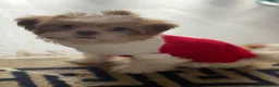 Shih Tzu dogs for sale: Sad sale - Advert 10