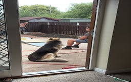 German Shepherd dogs for sale: Family reared GSD pups.  - Image 10