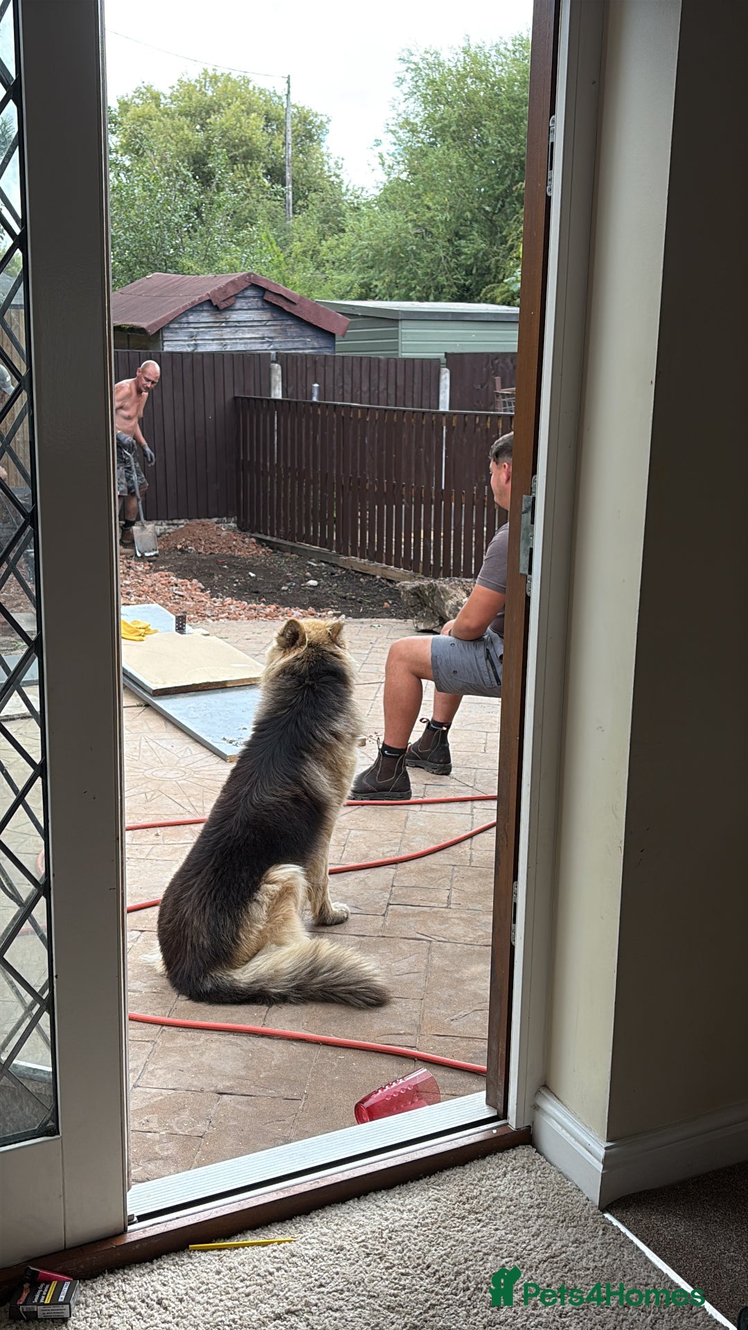German Shepherd dogs for sale: Family reared GSD pups.  - Image 10