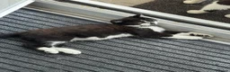 Mixed Breed cats for sale: 6 month old kittens for adoption  - Advert 7