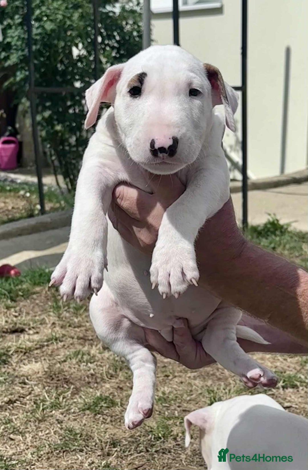 English Bull Terrier dogs for sale: English bull terrier pups for sale  - Image 15