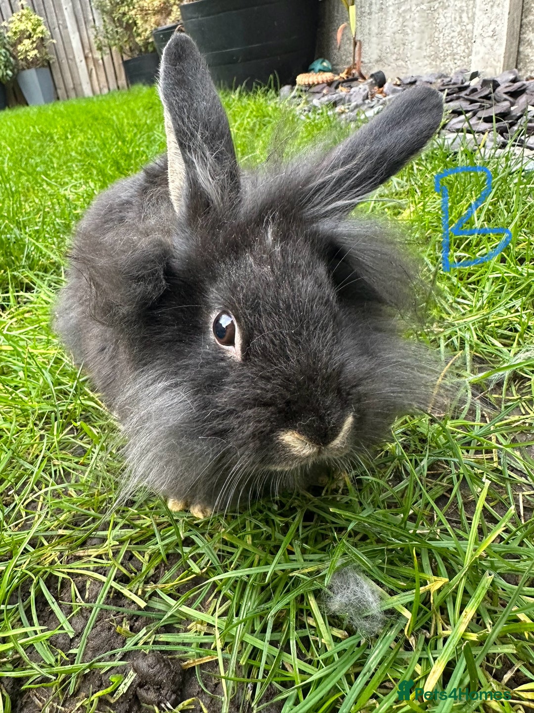 Lionhead rabbits for sale: Lionhead Rabbits For Sale  - Advert 14