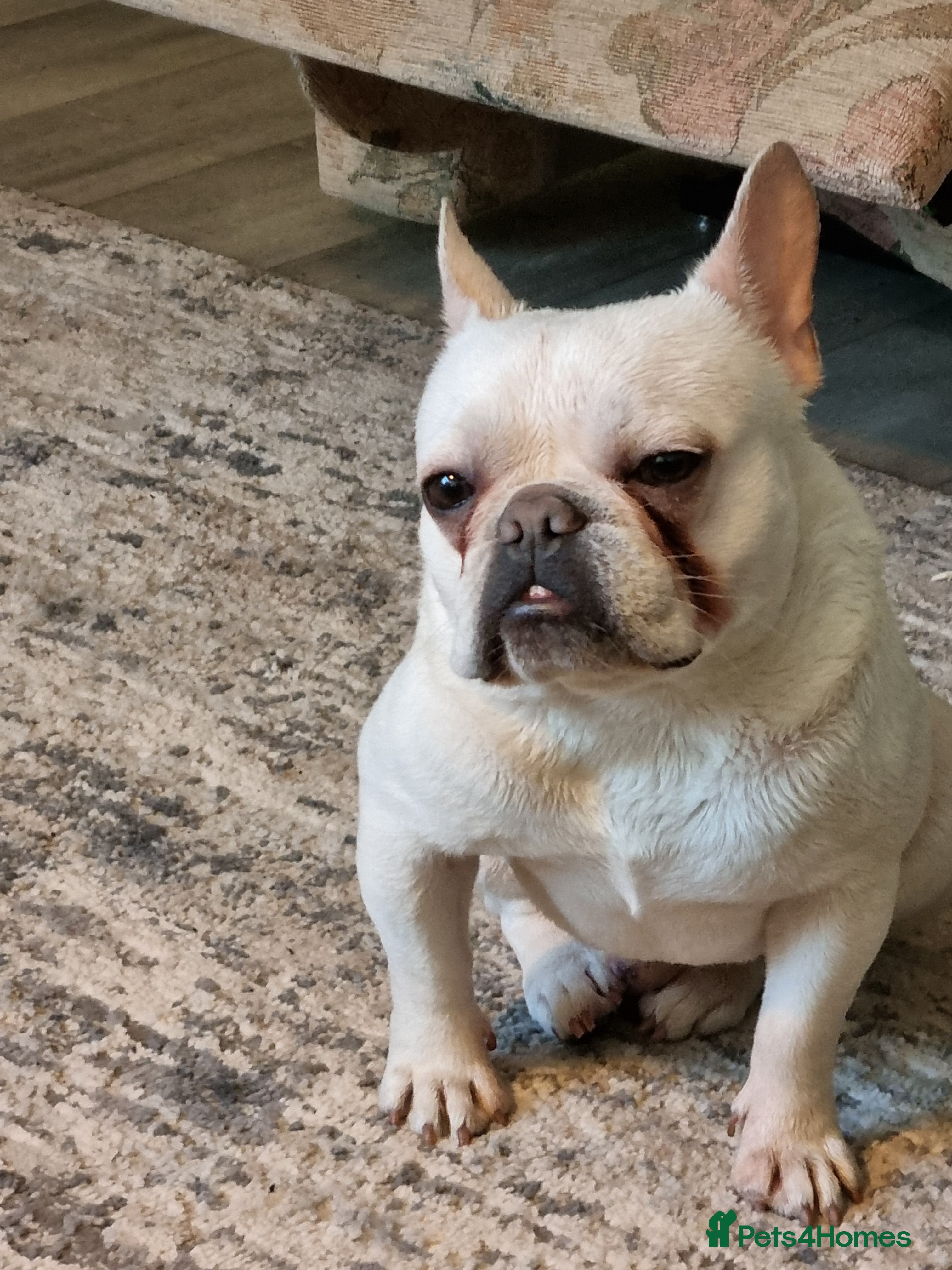 French Bulldog dogs 16 month Frenchie in Exeter - Advert 1