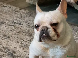 French Bulldog dogs 16 month Frenchie in Exeter - Advert 1