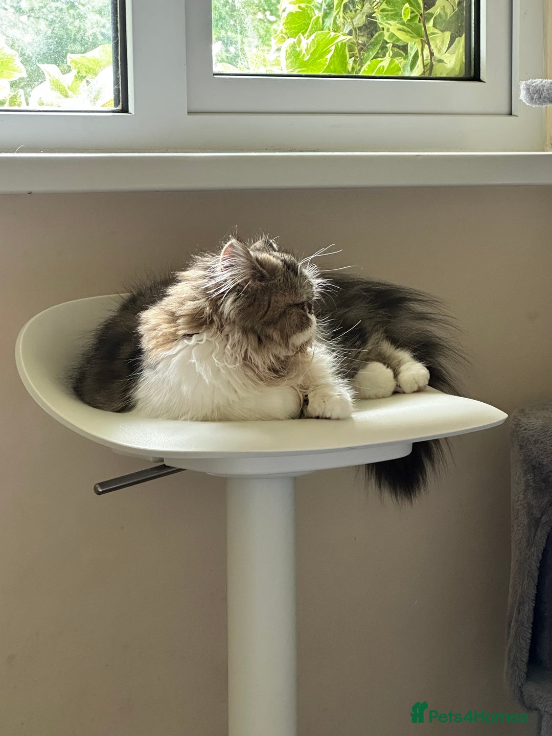 Persian cats for sale: Cute Lazy Persion Boy - Image 12