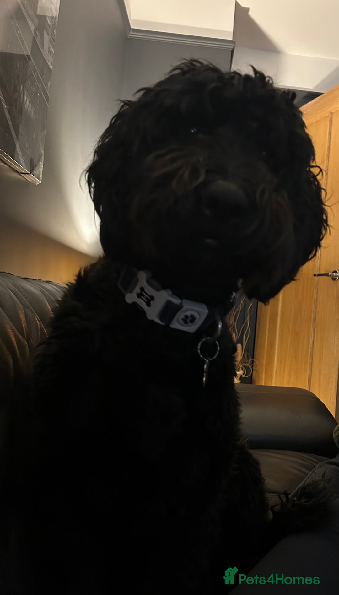 Goldendoodle dogs for sale: Gorgeous Goldendoodle Puppies Multi Generation F3  - Advert 3