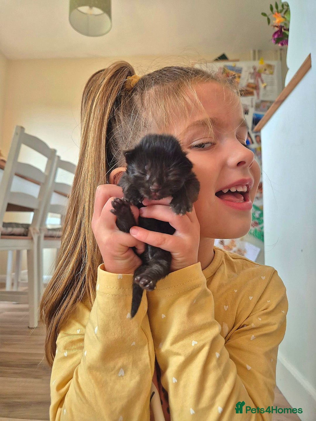 Mixed Breed cats for sale: 😺 VERY FRIENDLY KITTENS 😺 - Advert 38