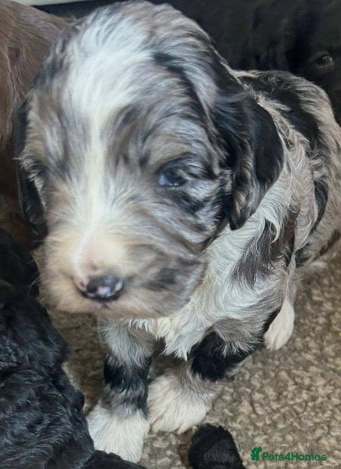 Sproodle dogs STUNNING F2 MERLE SPROODLES - Advert 5