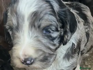Sproodle dogs STUNNING F2 MERLE SPROODLES - Advert 5