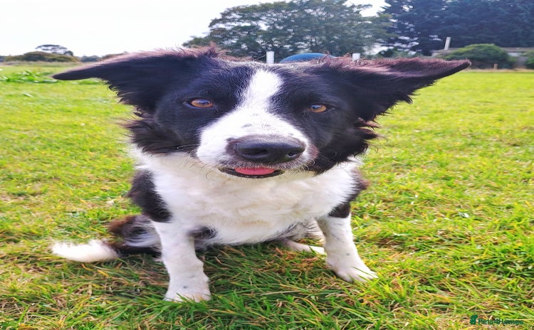 Border Collie dogs - Advert 2