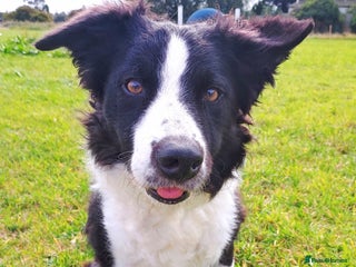 Border Collie dogs - Advert 3