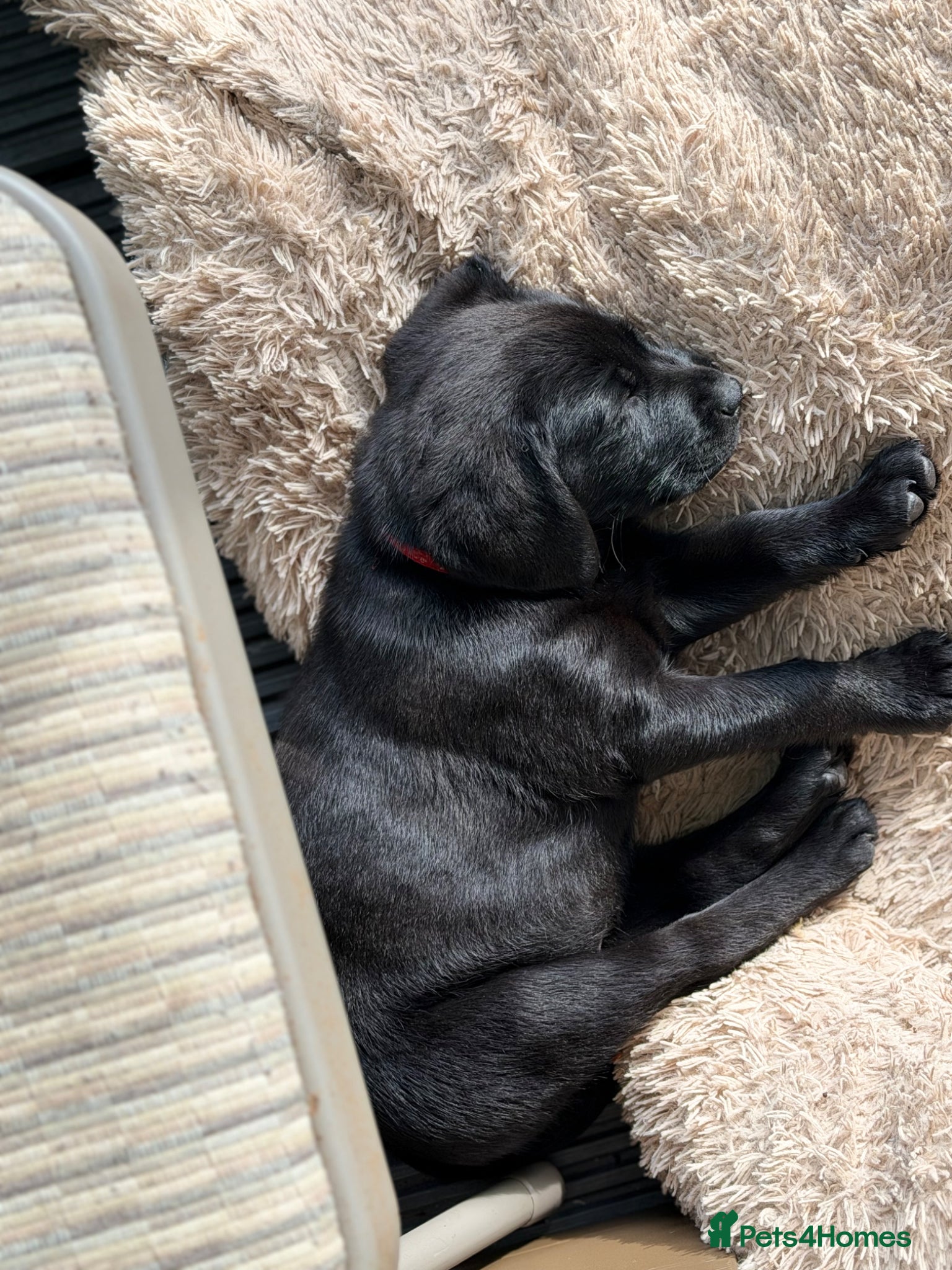 Labrador Retriever dogs 🩷‼️UPDATE Girl left 02/06‼️KC kennel registered - Advert 6