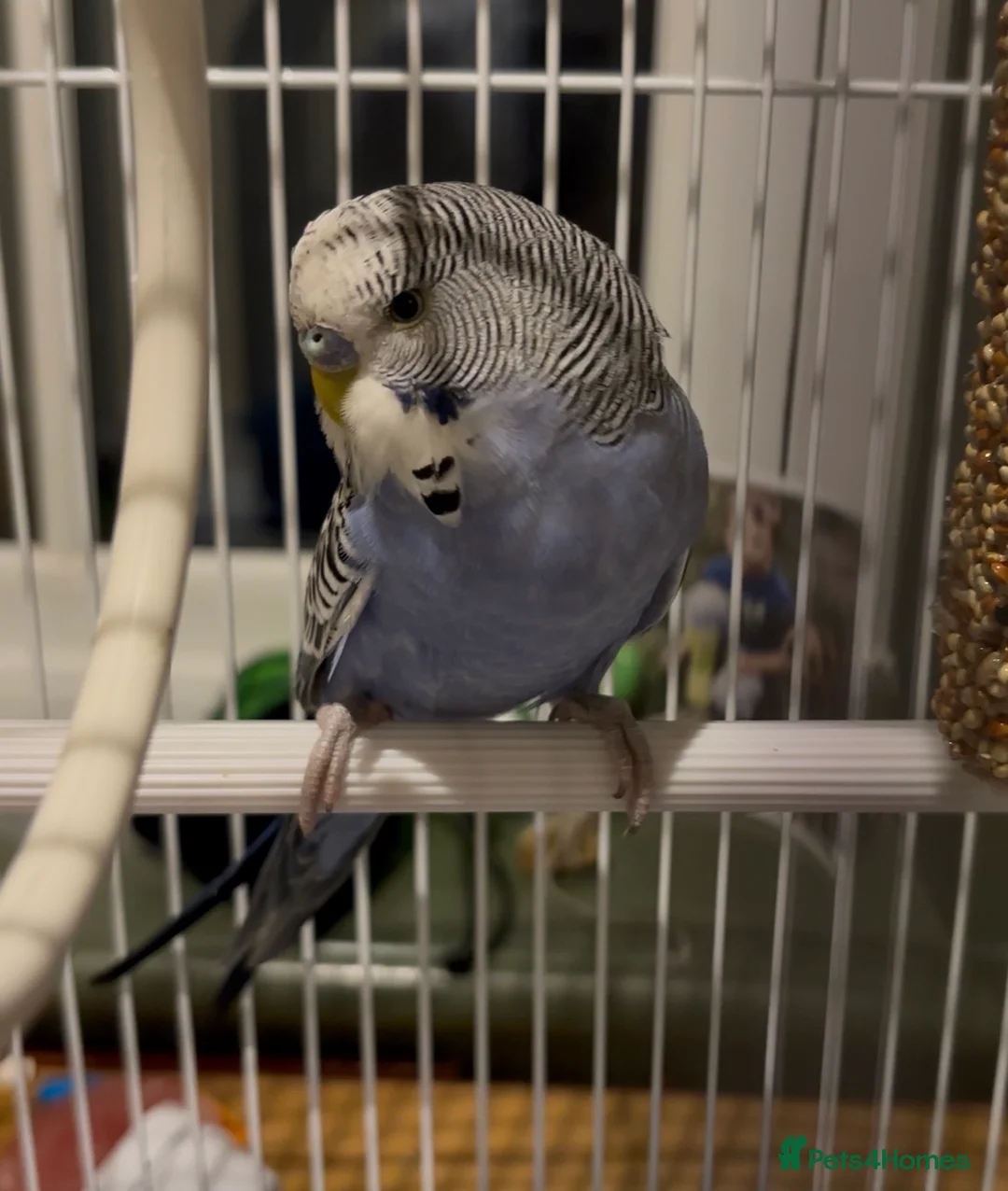 Budgerigars birds for sale: One Blue budgie (£10) - Advert 1