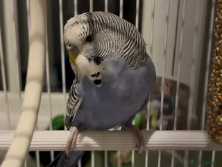 Budgerigars birds One Blue budgie (£10) - Advert 1