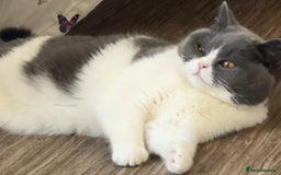 British Shorthair cats for sale: Stunning kittens 🎀🩵💞 - Image 7