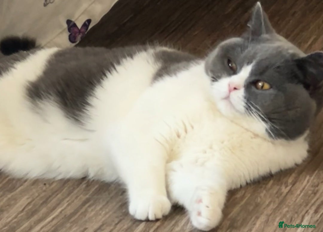 British Shorthair cats for sale: Stunning kittens 🎀🩵💞 - Image 7