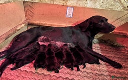 Labrador Retriever dogs for sale: Beautiful Labrador Puppies - Image 5