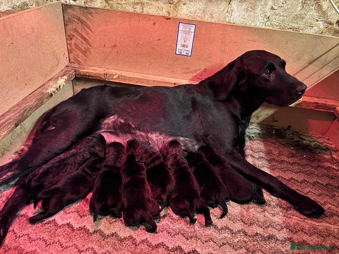 Labrador Retriever dogs for sale: Beautiful Labrador Puppies - Image 5