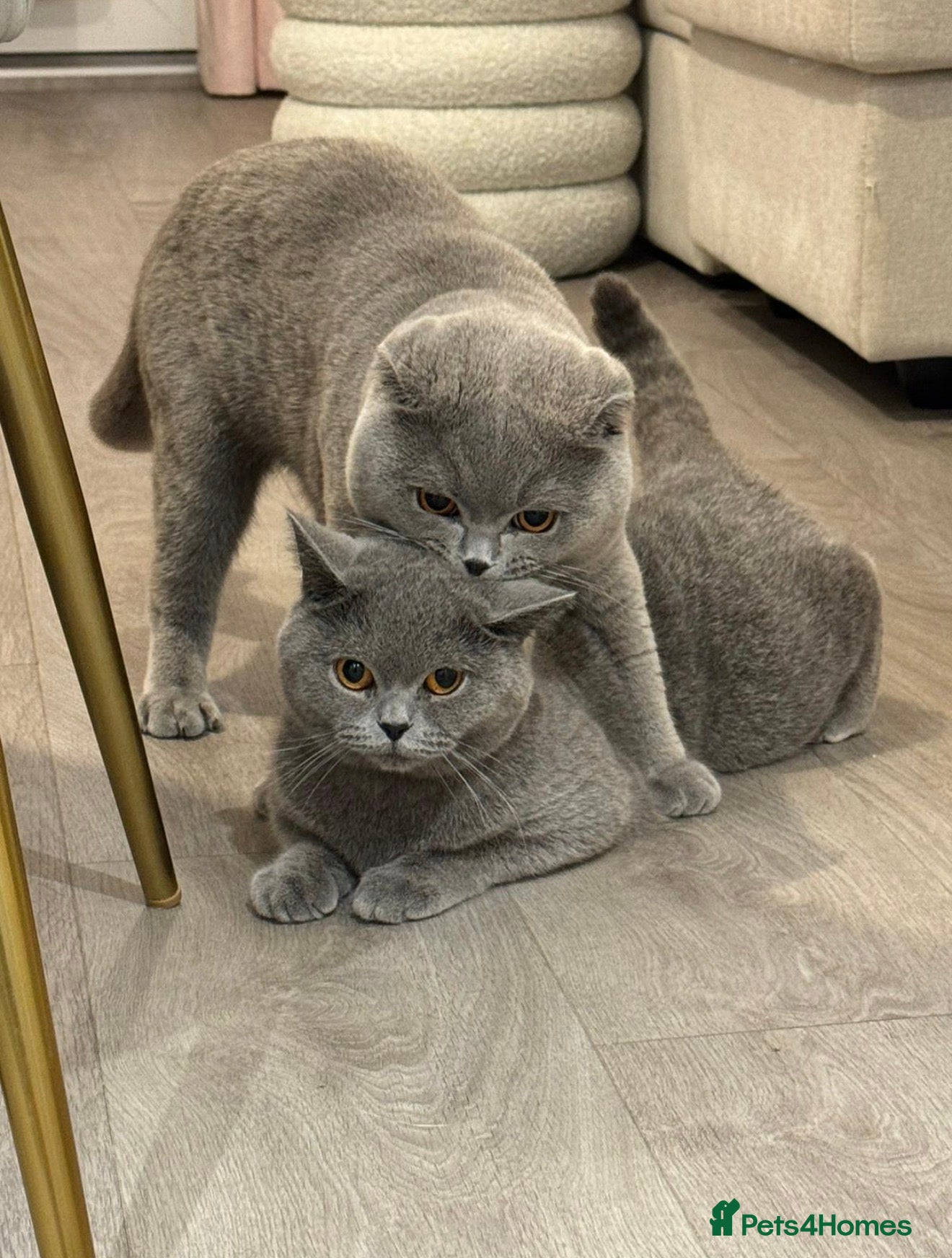 British Shorthair cats     4 Cute & Playful Kittens for Sale - Advert 1
