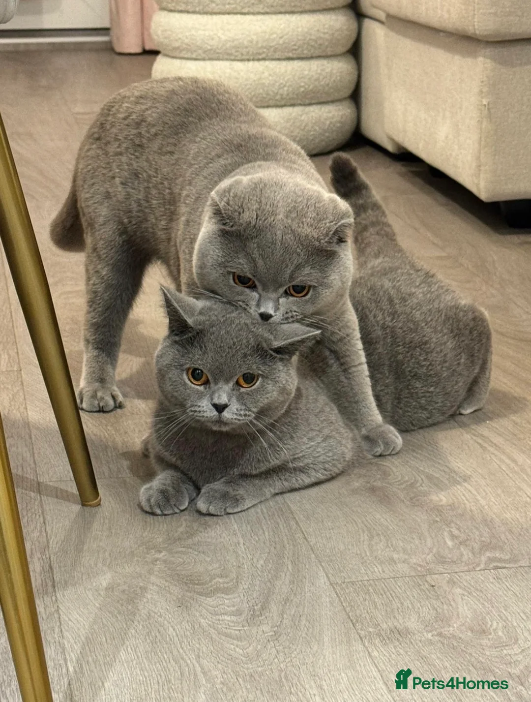British Shorthair cats for sale:     4 Cute & Playful Kittens for Sale - Advert 1