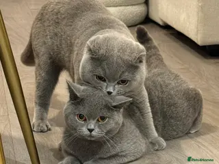 British Shorthair cats 4 Cute & Playful Kittens for Sale - Advert 2