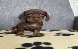 Dachshund dogs for sale: Miniature Dachshund puppies  - Image 11