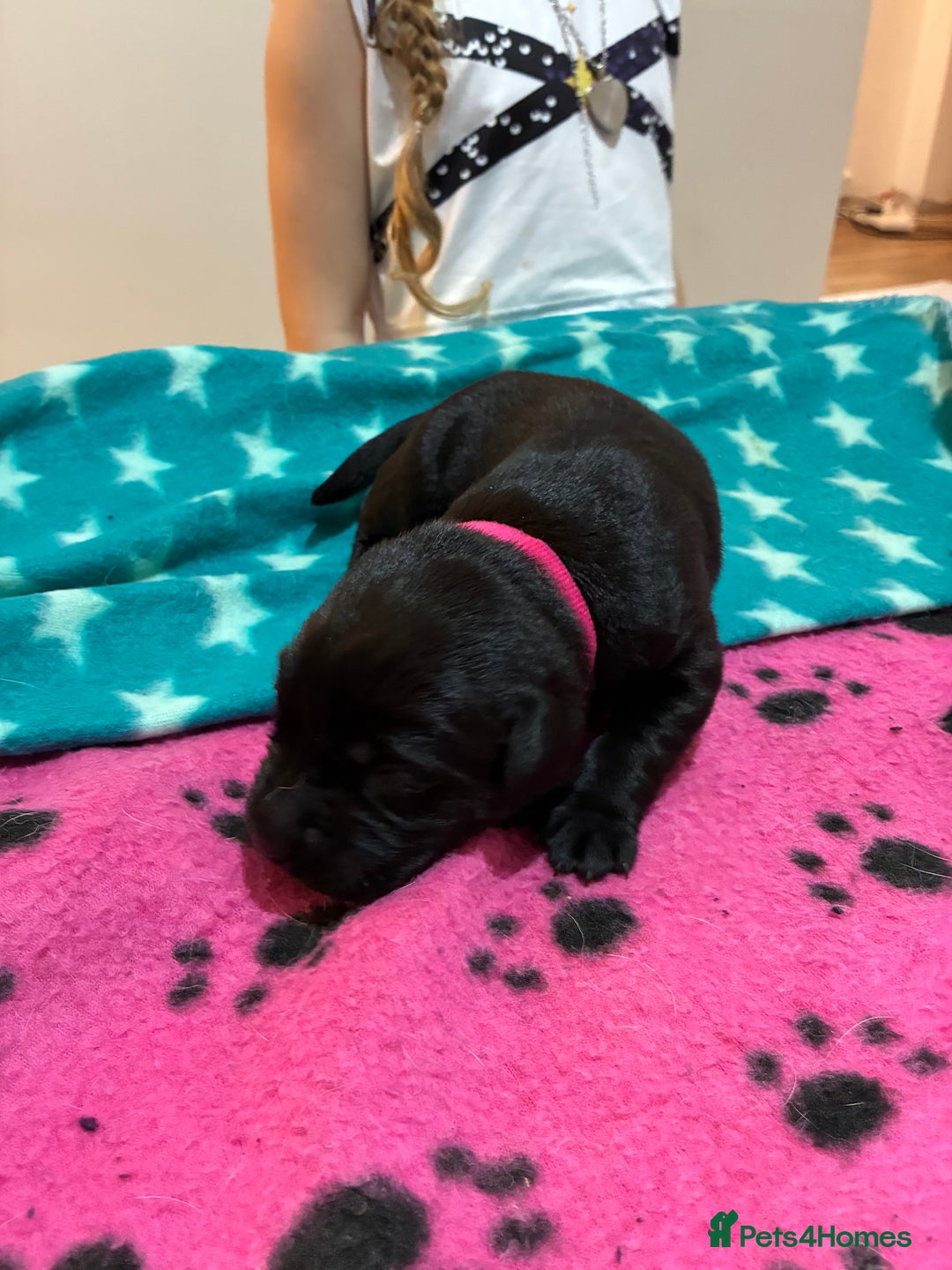 Labrador Retriever dogs for sale: KC RegisteredLabrador Puppies – Ready from 14/02 - Advert 11