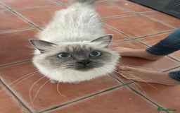 Ragdoll cats for sale: Female Ragdoll for Sale - Image 3