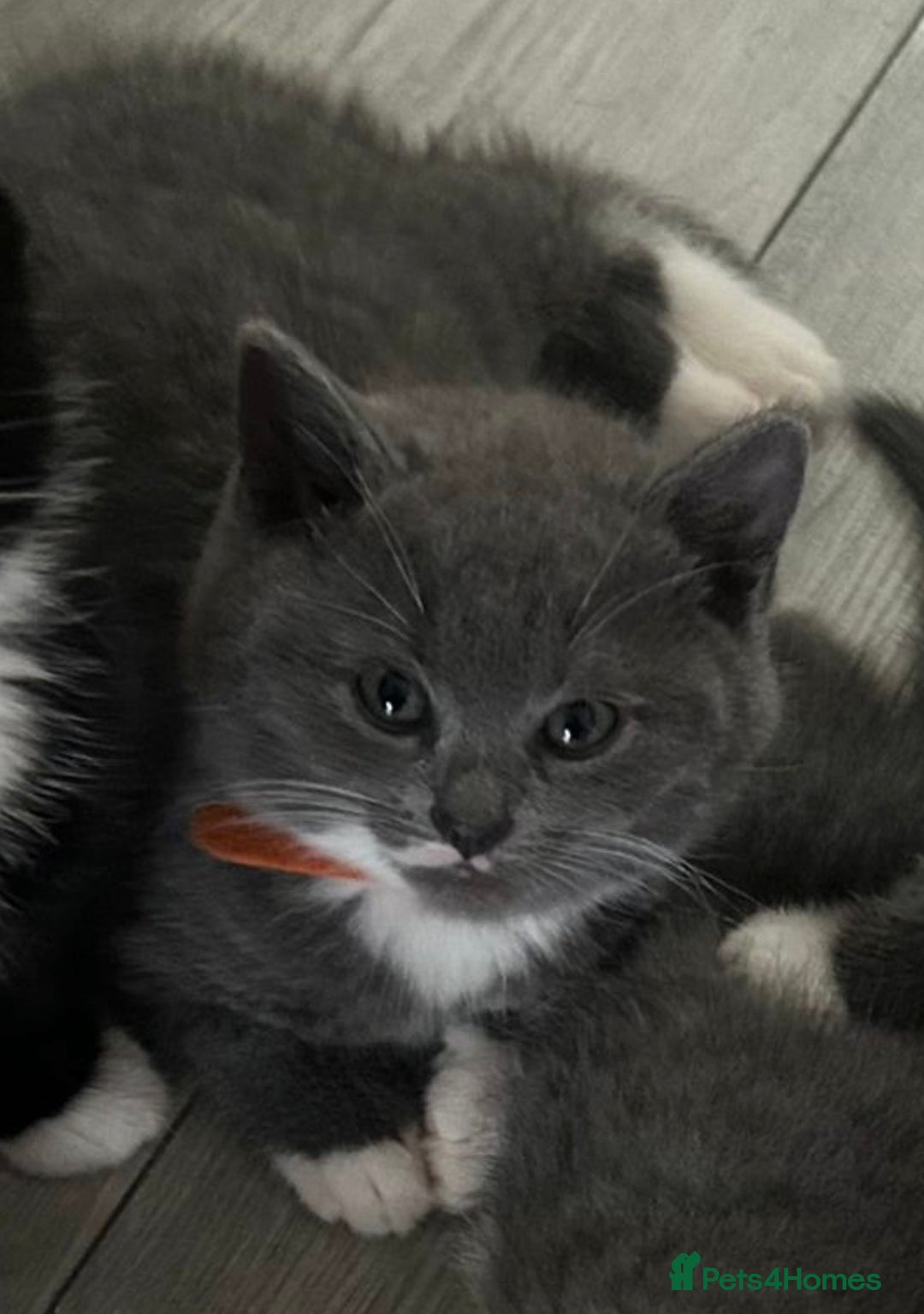 British Shorthair cats for sale: Blue British short-hair kittens - Advert 21