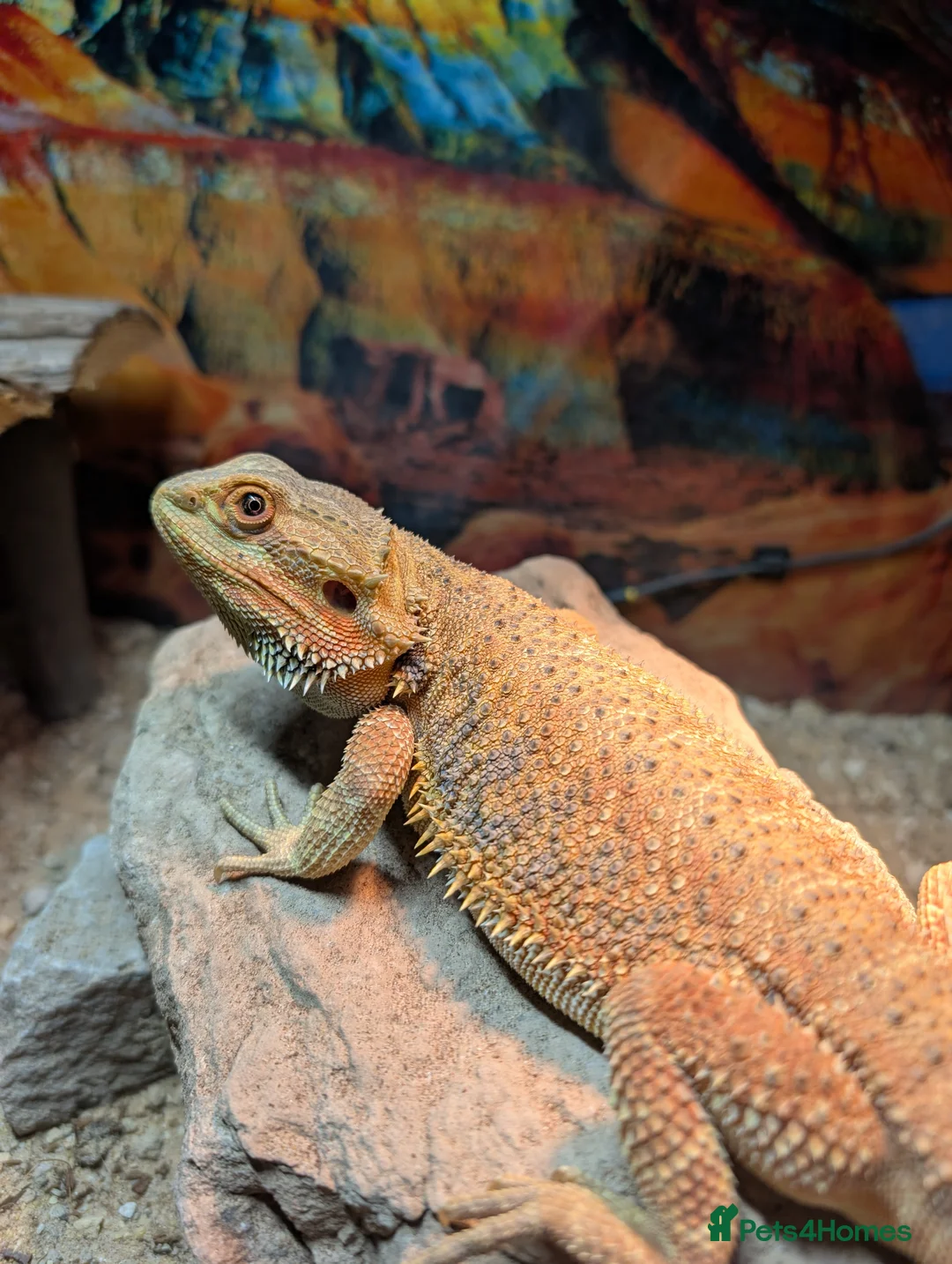 Bearded Dragon reptiles for sale: 1 year old bearded dragon  in Winscombe - Advert 1